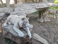 -北京野生动物园