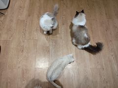 -1013 PET SHOP精品宠物商店(丁香店)