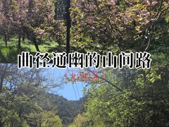 -金龙寺国家森林公园