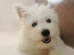 -翊宠yipet猫狗购宠庄园