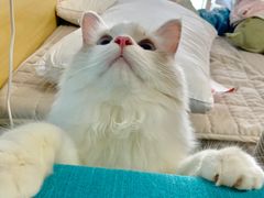 -瑞派康怡24h宠物医院·犬猫医疗中心·微创绝育(瑞景分院)