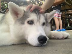 -TrueLove @ Neverland (Husky Cafe)