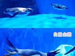 -石家庄极地海洋世界
