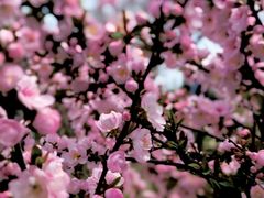 -高东镇樱花园
