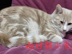 -艾贝尔宠物诊疗