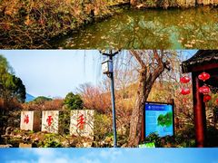 -香雪海