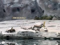 -深圳野生动物园