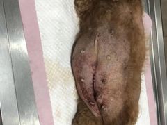 -畜牧兽医站(共江路店)