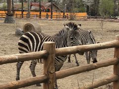 -大连森林动物园