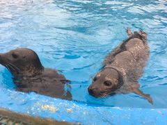 -芜湖新华联大白鲸海洋公园