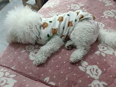 -瑞派福兴宠物医院犬猫全科·骨科·中西医结合(河东店)