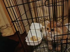 -喵zoo家庭繁育猫舍(尖东智能花园店)