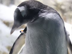 -大阪海游馆