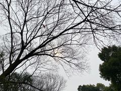 -吴山景区