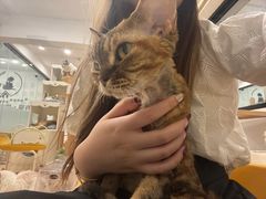 -有喵·猫咖·狗咖·30几只猫10只小狗(岗厦店)