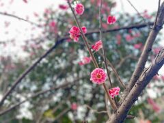 -三林塘老街