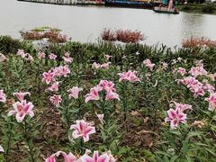 -荷兰花海