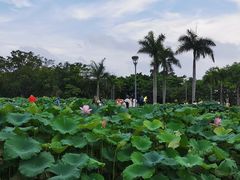 -厦门园林博览苑