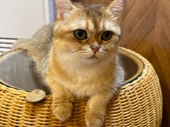 -MOCHA明星猫咖(田子坊店)