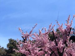 -洛阳市隋唐城遗址植物园
