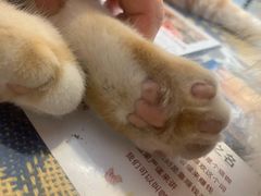 -平行世界·猫咖(首经贸店)