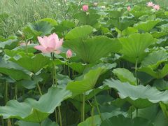 -西青郊野公园