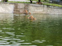 -横道河子东北虎林园