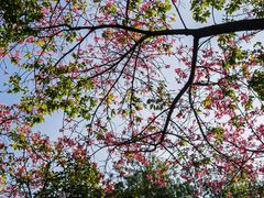 -深圳国际园林花卉博览园