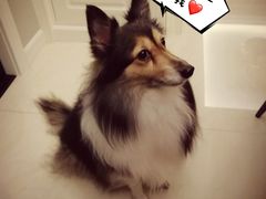 -爱侣宠医·鹦鹉专科·小型哺乳类·异宠专科(灵石路店)