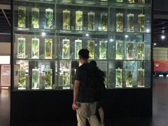 -广东中医药博物馆