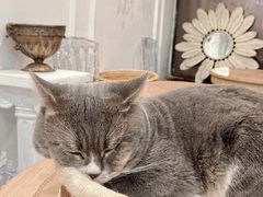 -共舞时光猫咖·狗咖(新街口店)