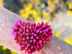 -黄村西大街(地铁站)