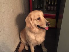 百好乐比萨-百好乐宠物友好餐厅(朝外大街店)