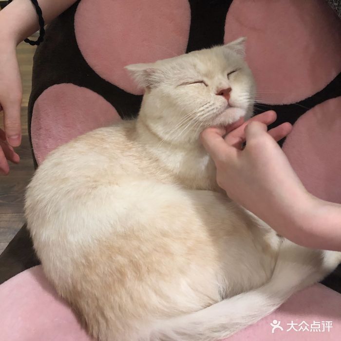 衔蝉猫咖图片 - 第558张