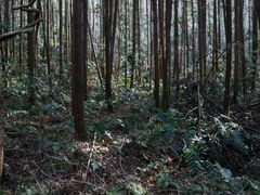-青龙山国家森林公园