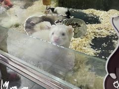 -青石桥花鸟鱼虫市场(叠翠城店)