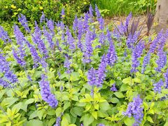 -白鹭湾湿地公园