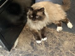 -猫色咖啡·猫咖