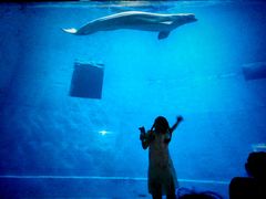 -芜湖新华联大白鲸海洋公园