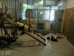 -成都大熊猫繁育研究基地