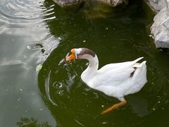 -龙华寺