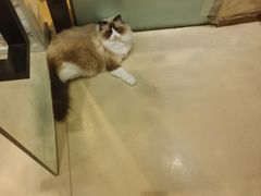 -藏猫猫咖啡主题馆(中央大道店)