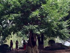 iphone_upload_pic-中国唐苑