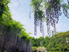 -嘉定紫藤园