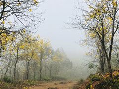 -锄山村