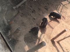 -泉州海丝野生动物世界