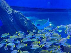 -海合安武汉极地海洋公园