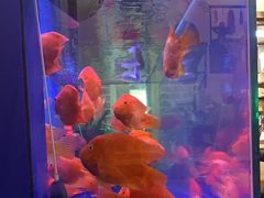 -阿凡提·新疆烤包子烤馕