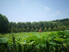 -渭南桃花源民俗文化园