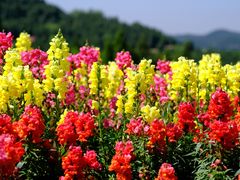 -中国香山·寿香谷